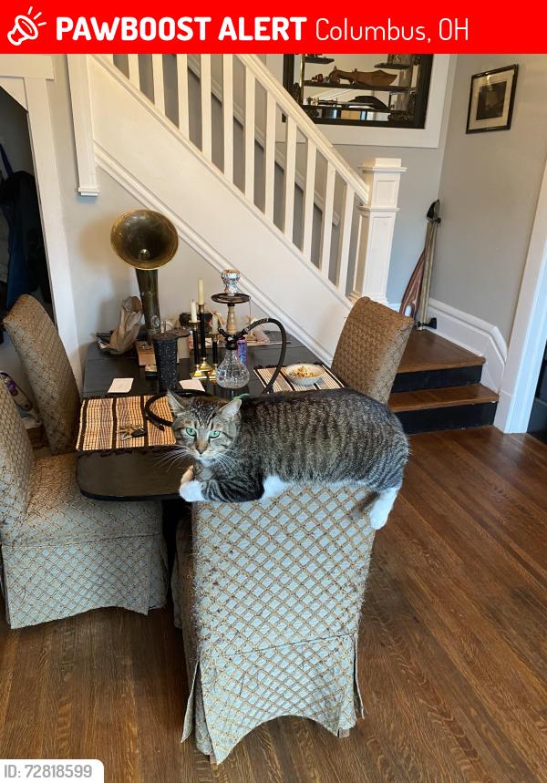 Lost Male Cat last seen Hayden Ave, Columbus OH 43222, Columbus, OH 43222