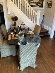 Lost Male Cat last seen Hayden Ave, Columbus OH 43222, Columbus, OH 43222