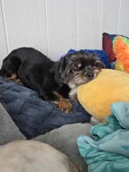 Lost Male Dog last seen Near lower mount Vernon Road , Mount Vernon, IN 47620