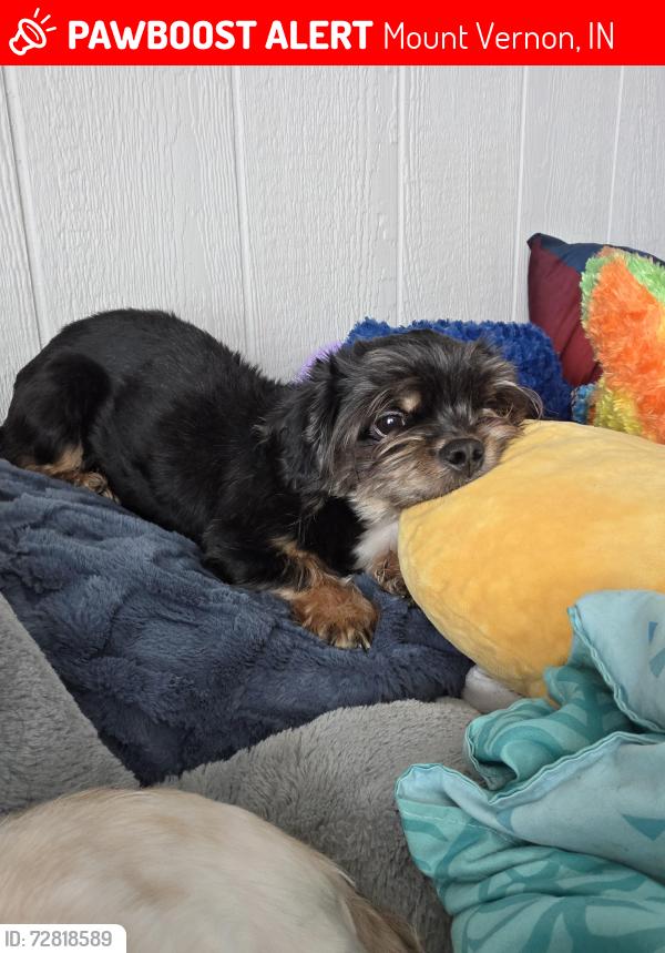 Lost Male Dog last seen Near lower mount Vernon Road , Mount Vernon, IN 47620