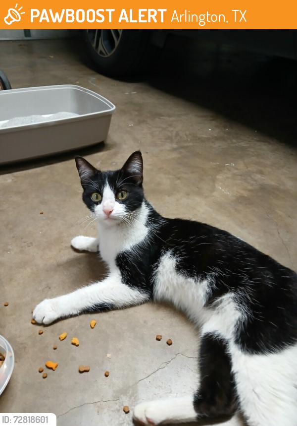 Found/Stray Female Cat last seen Gentle Springs Drive, Arlington, TX 76001
