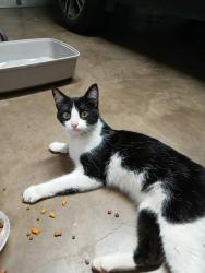 Found/Stray Female Cat last seen Gentle Springs Drive, Arlington, TX 76001