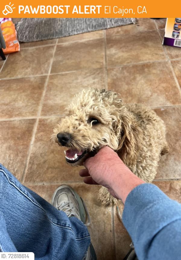 Found/Stray Male Dog last seen Dehesa ranch rd, El Cajon, CA 92019