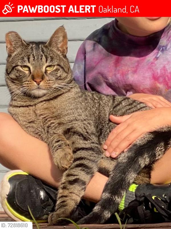 Lost Male Cat last seen Herzog between Alcatraz and 65th Street, Oakland, CA 94608