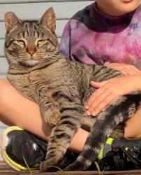Lost Male Cat last seen Herzog between Alcatraz and 65th Street, Oakland, CA 94608