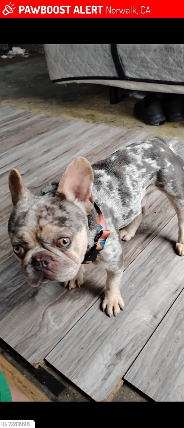 Lost Male Dog last seen Norwalk Blvd and Excelsior , Norwalk, CA 90650