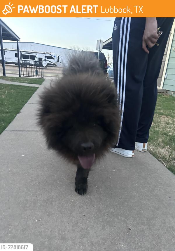 Found/Stray Unknown Dog last seen West Loop and University , Lubbock, TX 79423