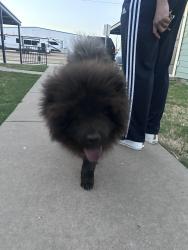 Found/Stray Unknown Dog last seen West Loop and University , Lubbock, TX 79423