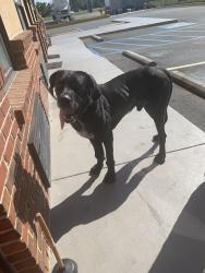Lost Male Dog last seen Paul huff parkway , Cleveland, TN 37312