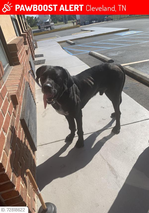 Lost Male Dog last seen Paul huff parkway , Cleveland, TN 37312