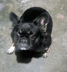 Lost Male Dog last seen Bestbuy Parking Lot , Salem, OR 97301