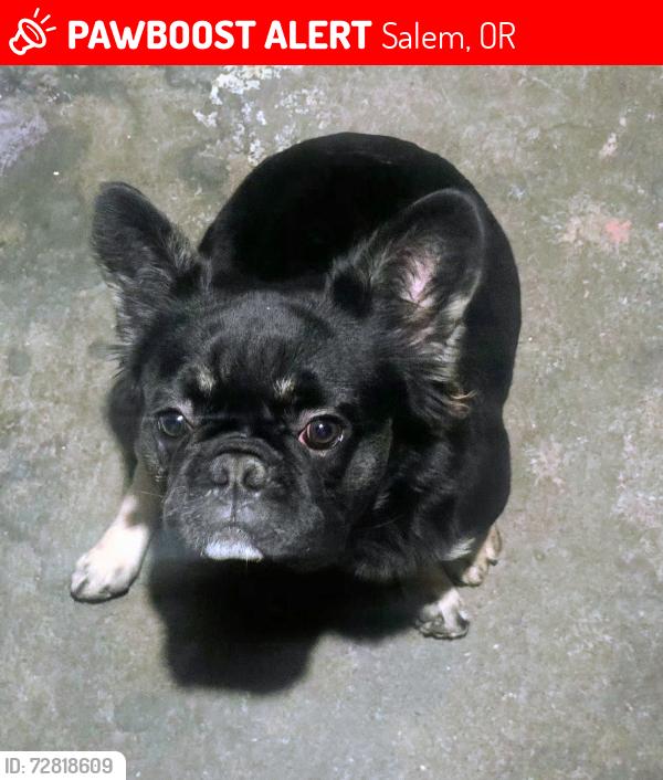 Lost Male Dog last seen Bestbuy Parking Lot , Salem, OR 97301