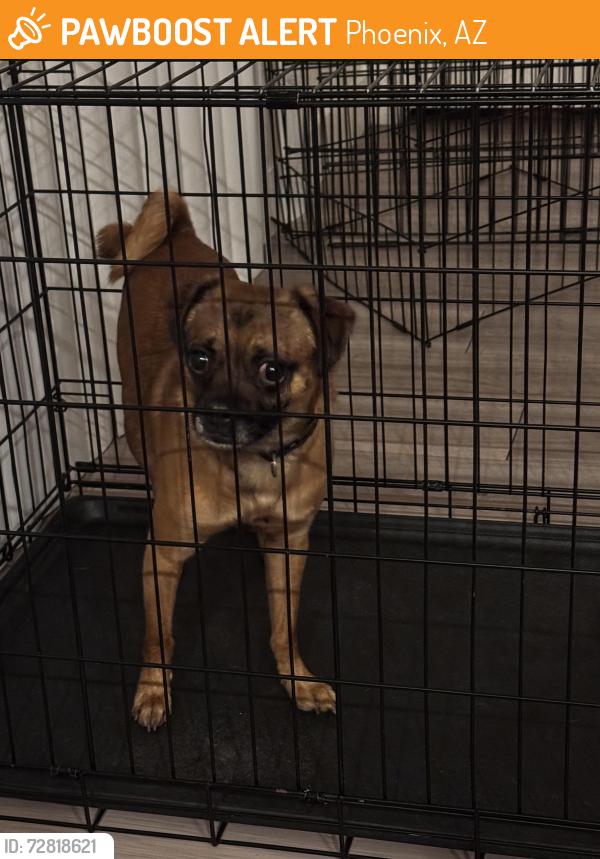 Found/Stray Male Dog last seen McDowell and 51st, Phoenix, AZ 85008