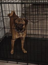 Found/Stray Male Dog last seen McDowell and 51st, Phoenix, AZ 85008