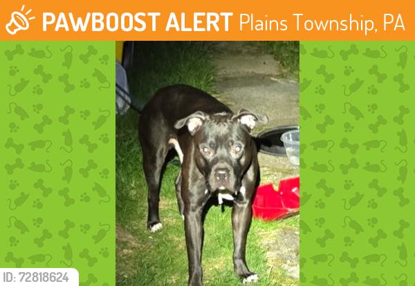 Found/Stray Male Dog last seen Helen Street, Plains Township, PA 18705