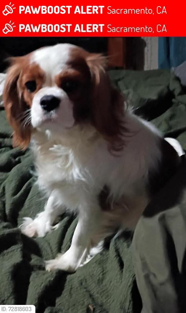 Lost Female Dog last seen Hamilton, Sacramento, CA 95660