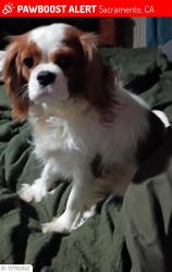 Lost Female Dog last seen Hamilton, Sacramento, CA 95660