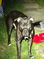 Found/Stray Male Dog last seen Helen Street, Plains Township, PA 18705