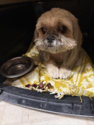 Reunited Unknown Dog last seen Cimarron Rd and West Hefner Rd, Canadian County, OK 73099