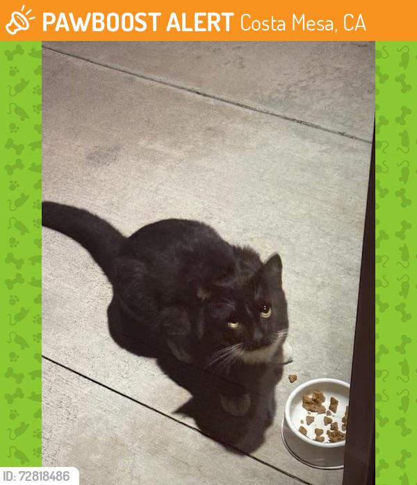 Found/Stray Unknown Cat last seen Costa Mesa Street and Santa Ana Avenue, Costa Mesa, CA 92627