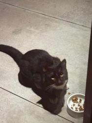 Found/Stray Unknown Cat last seen Costa Mesa Street and Santa Ana Avenue, Costa Mesa, CA 92627