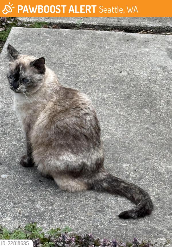 Found/Stray Unknown Cat last seen Mt Baker neighborhood in 30th Ave S between Lander and Bayview , Seattle, WA 98144