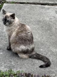 Found/Stray Unknown Cat last seen Mt Baker neighborhood in 30th Ave S between Lander and Bayview , Seattle, WA 98144