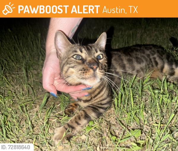 Found/Stray Unknown Cat last seen Near 16th and Chestnut, Austin, TX 78702