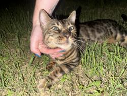 Found/Stray Unknown Cat last seen Near 16th and Chestnut, Austin, TX 78702