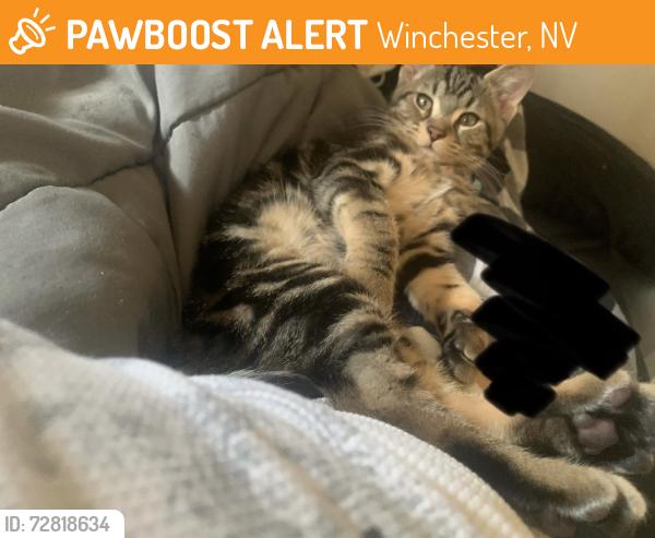 Found/Stray Male Cat last seen Eastern and desert inn, Winchester, NV 89104