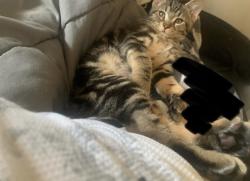 Found/Stray Male Cat last seen Eastern and desert inn, Winchester, NV 89104