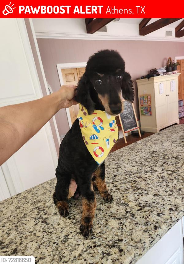 Lost Male Dog last seen Mill Run Rd , Athens, TX 75751
