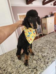Lost Male Dog last seen Mill Run Rd , Athens, TX 75751