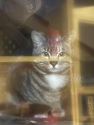 Found/Stray Unknown Cat last seen Benvenue, Berkeley, CA 94701
