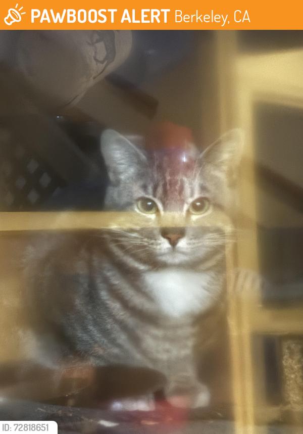 Found/Stray Unknown Cat last seen Benvenue, Berkeley, CA 94701