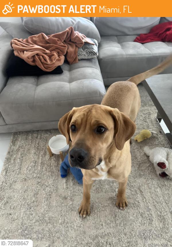 Found/Stray Male Dog last seen Near bird rd and 92ave, Miami, FL 33133