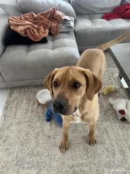 Found/Stray Male Dog last seen Near bird rd and 92ave, Miami, FL 33133