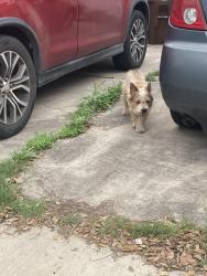 Found/Stray Male Dog last seen Mud Lake Dr and jarbo pass, San Antonio, TX 78245