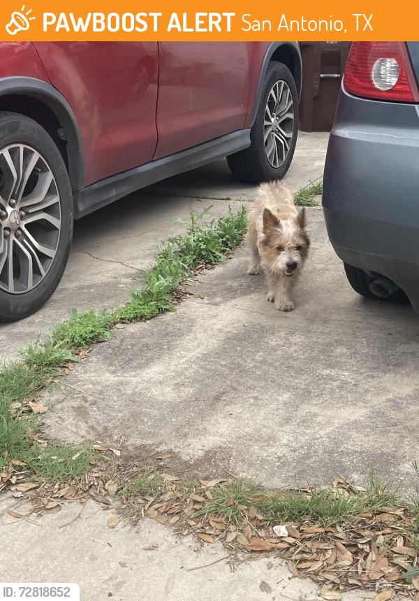 Found/Stray Male Dog last seen Mud Lake Dr and jarbo pass, San Antonio, TX 78245