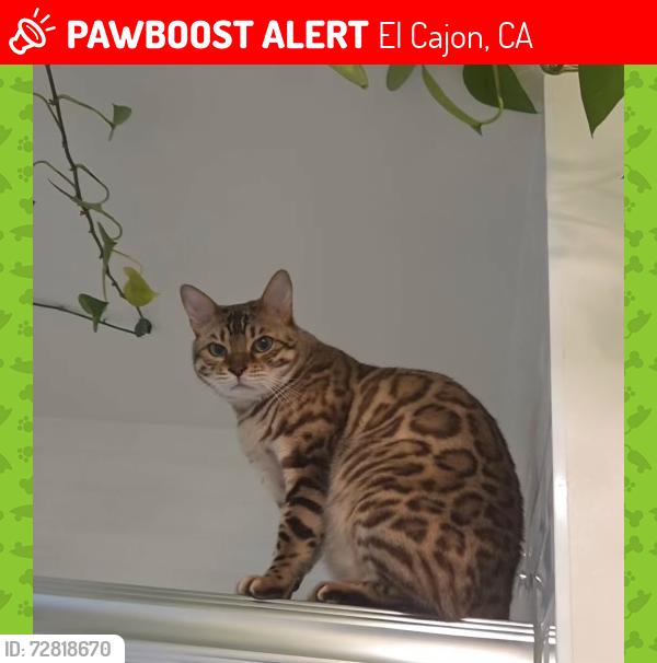 Lost Male Cat last seen Avocado blvd , El Cajon, CA 92020