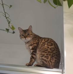 Lost Male Cat last seen Avocado blvd , El Cajon, CA 92020
