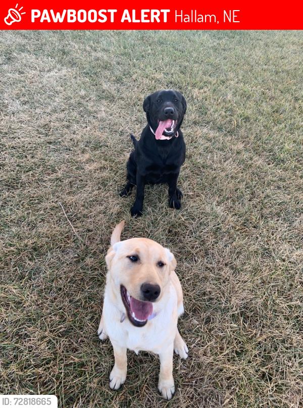 Lost Female Dog last seen Near Olive Creek Lake by Hallam, Hallam, NE 68368