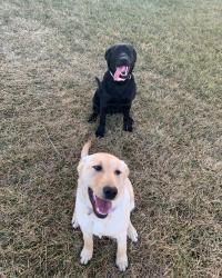 Lost Female Dog last seen Near Olive Creek Lake by Hallam, Hallam, NE 68368