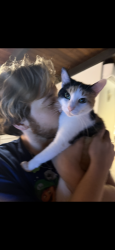 Lost Female Cat last seen 80th street, Orland Park, IL 60462