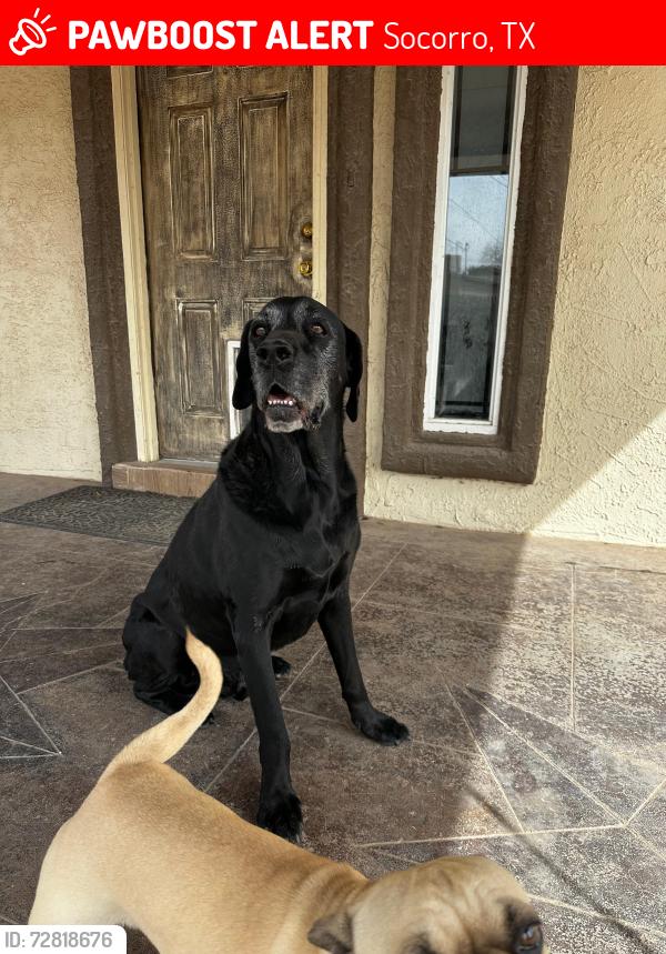 Lost Male Dog last seen North loop and horizon blv, Socorro, TX 79927