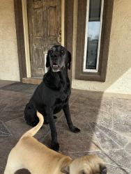 Lost Male Dog last seen North loop and horizon blv, Socorro, TX 79927