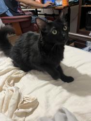 Lost Male Cat last seen Riverland area, Fort Lauderdale, FL 33312
