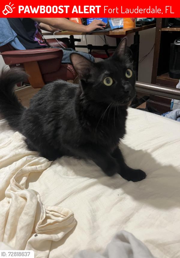 Lost Male Cat last seen Riverland area, Fort Lauderdale, FL 33312