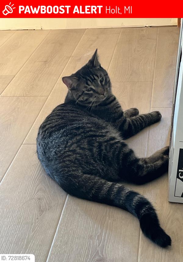 Lost Male Cat last seen Holbrook and Archwood, Holt, MI, Holt, MI 48842