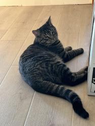 Lost Male Cat last seen Holbrook and Archwood, Holt, MI, Holt, MI 48842